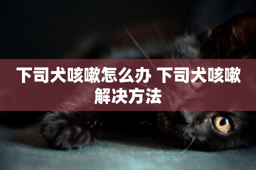 下司犬咳嗽怎么辦 下司犬咳嗽解決方法