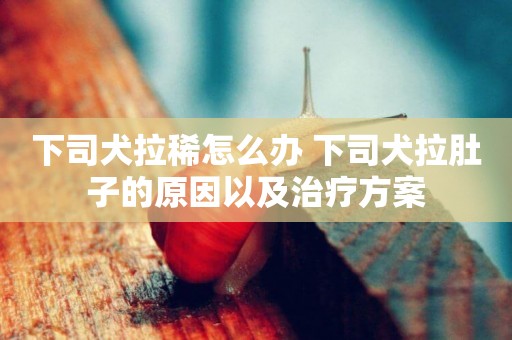 下司犬拉稀怎么辦 下司犬拉肚子的原因以及治療方案