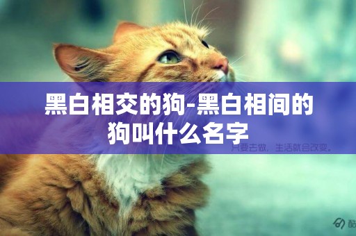 黑白相交的狗-黑白相間的狗叫什么名字