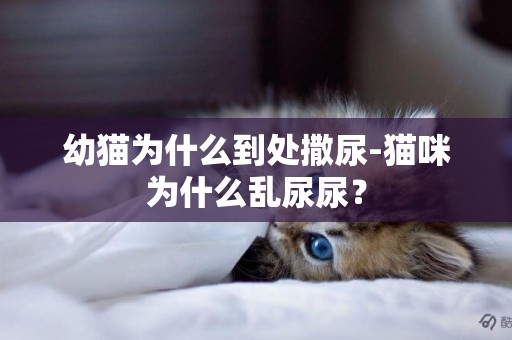 幼貓為什么到處撒尿-貓咪為什么亂尿尿？