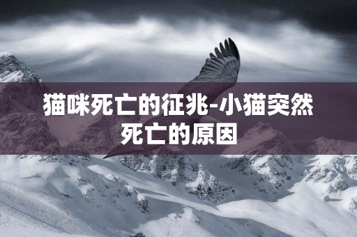 貓咪死亡的征兆-小貓突然死亡的原因