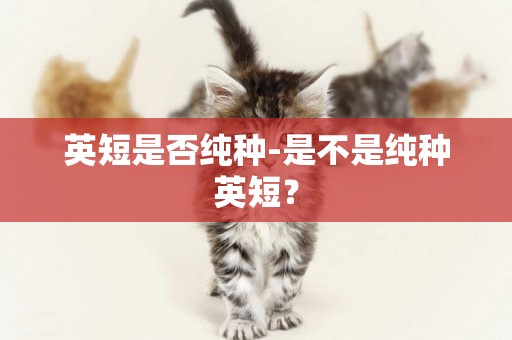 英短是否純種-是不是純種英短？