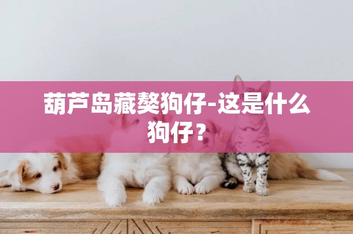 葫蘆島藏獒狗仔-這是什么狗仔？