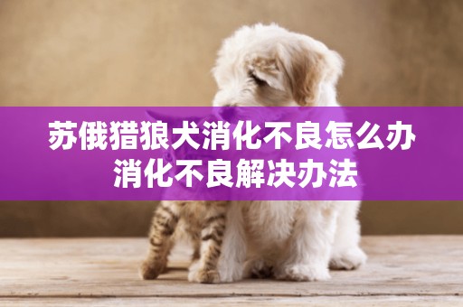 蘇俄獵狼犬消化不良怎么辦 消化不良解決辦法