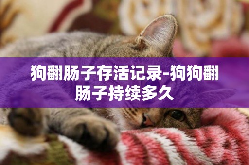 狗翻腸子存活記錄-狗狗翻腸子持續多久