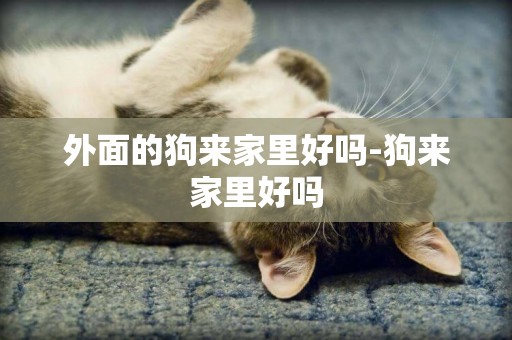 外面的狗來家里好嗎-狗來家里好嗎