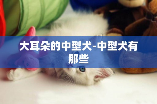 大耳朵的中型犬-中型犬有那些