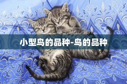 小型鳥的品種-鳥的品種