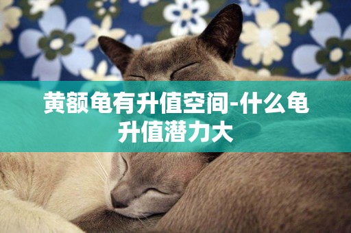 黃額龜有升值空間-什么龜升值潛力大