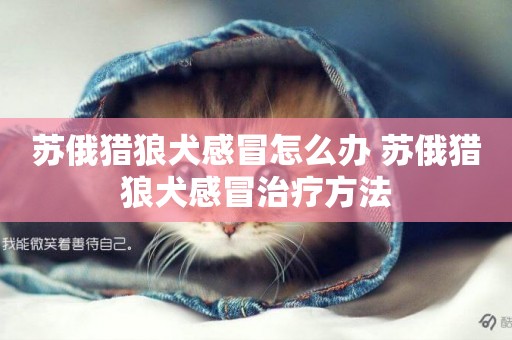 蘇俄獵狼犬感冒怎么辦 蘇俄獵狼犬感冒治療方法