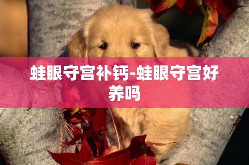 蛙眼守宮補鈣-蛙眼守宮好養嗎