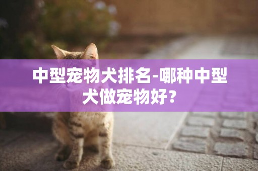 中型寵物犬排名-哪種中型犬做寵物好？