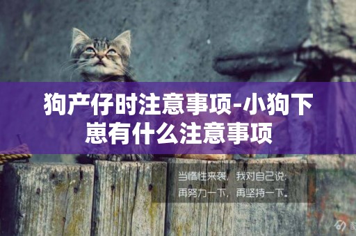 狗產仔時注意事項-小狗下崽有什么注意事項