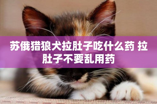 蘇俄獵狼犬拉肚子吃什么藥 拉肚子不要亂用藥