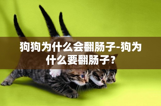 狗狗為什么會翻腸子-狗為什么要翻腸子？