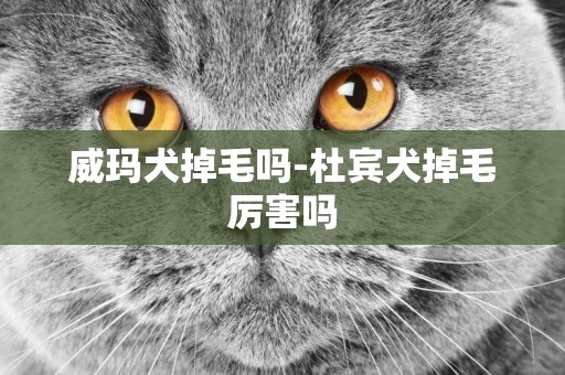 威瑪犬掉毛嗎-杜賓犬掉毛厲害嗎