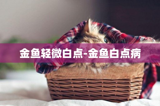 金魚輕微白點-金魚白點病