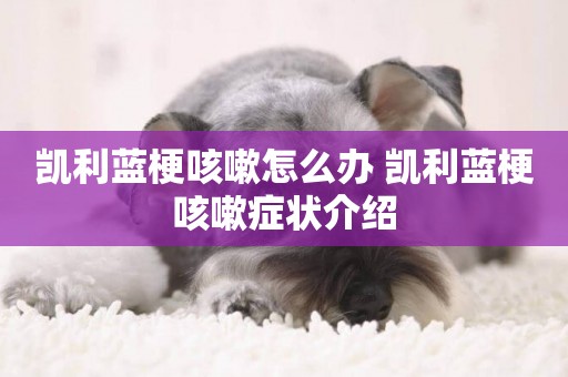 凱利藍梗咳嗽怎么辦 凱利藍梗咳嗽癥狀介紹