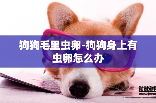 狗狗毛里蟲卵-狗狗身上有蟲卵怎么辦