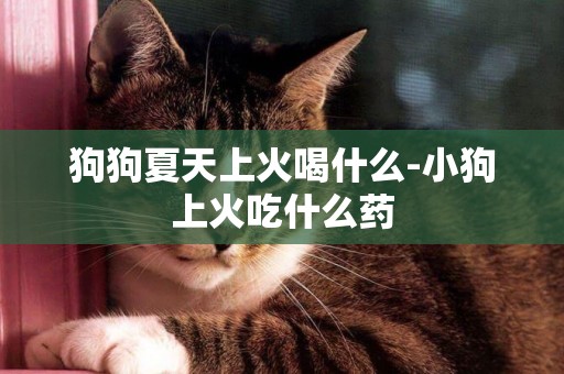 狗狗夏天上火喝什么-小狗上火吃什么藥