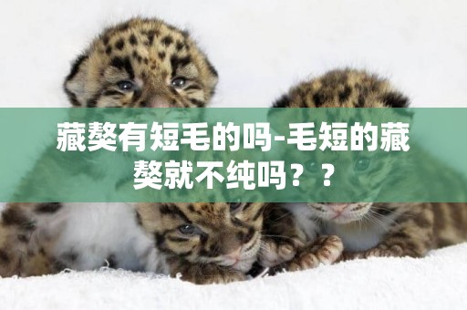 藏獒有短毛的嗎-毛短的藏獒就不純嗎？？