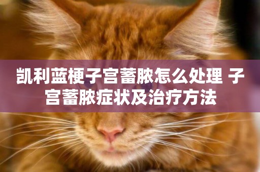 凱利藍梗子宮蓄膿怎么處理 子宮蓄膿癥狀及治療方法