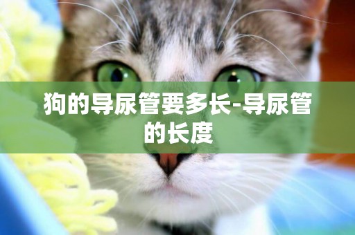 狗的導尿管要多長-導尿管的長度