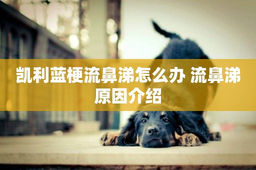 凱利藍梗流鼻涕怎么辦 流鼻涕原因介紹