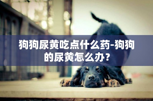 狗狗尿黃吃點什么藥-狗狗的尿黃怎么辦？