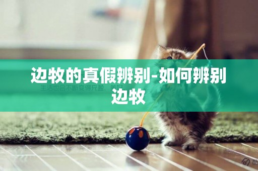 邊牧的真假辨別-如何辨別邊牧