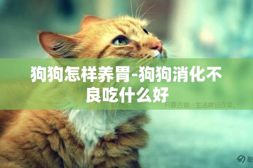 狗狗怎樣養胃-狗狗消化不良吃什么好