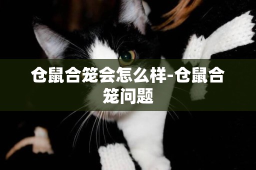 倉鼠合籠會怎么樣-倉鼠合籠問題