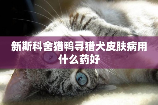 新斯科舍獵鴨尋獵犬皮膚病用什么藥好