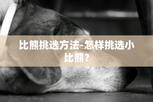 比熊挑選方法-怎樣挑選小比熊？