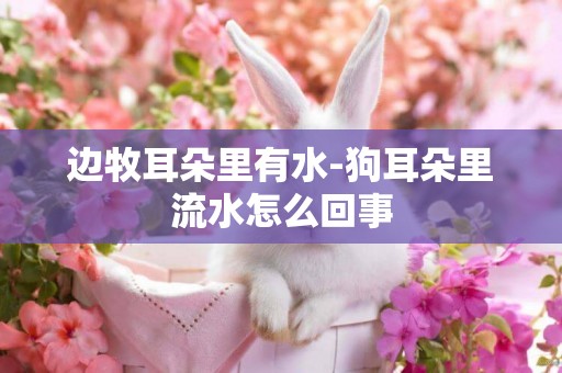 邊牧耳朵里有水-狗耳朵里流水怎么回事