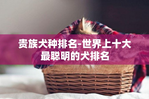 貴族犬種排名-世界上十大最聰明的犬排名