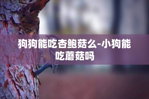 狗狗能吃杏鮑菇么-小狗能吃蘑菇嗎