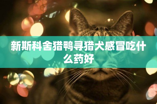 新斯科舍獵鴨尋獵犬感冒吃什么藥好
