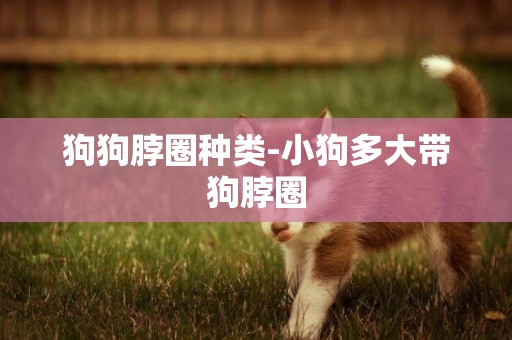 狗狗脖圈種類-小狗多大帶狗脖圈
