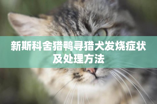 新斯科舍獵鴨尋獵犬發燒癥狀及處理方法