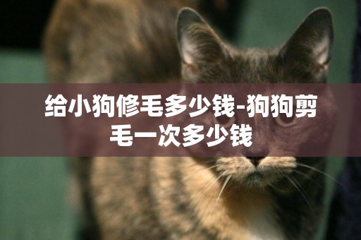 給小狗修毛多少錢-狗狗剪毛一次多少錢