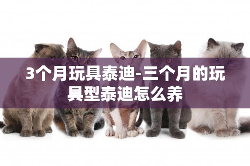 3個月玩具泰迪-三個月的玩具型泰迪怎么養