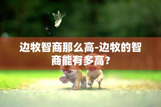 邊牧智商那么高-邊牧的智商能有多高？
