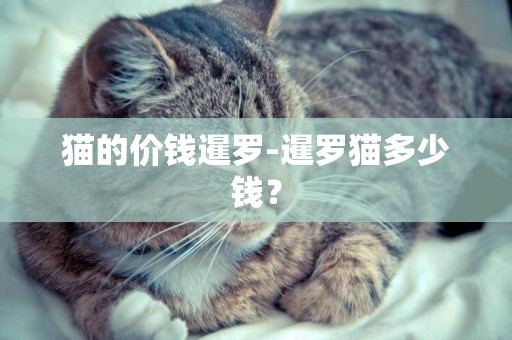 貓的價錢暹羅-暹羅貓多少錢？