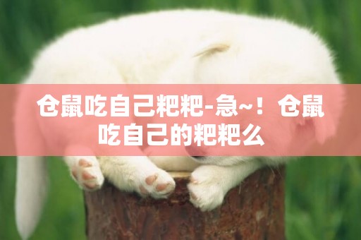 倉鼠吃自己粑粑-急~！倉鼠吃自己的粑粑么
