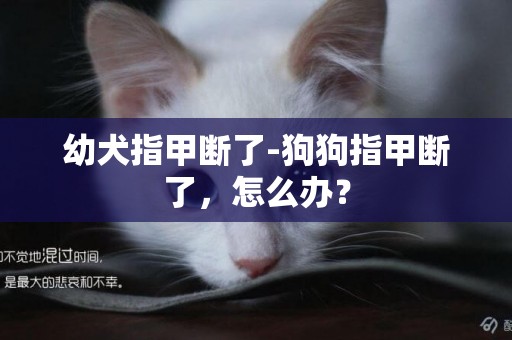 幼犬指甲斷了-狗狗指甲斷了，怎么辦？