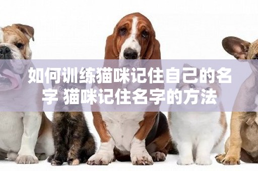 如何訓練貓咪記住自己的名字 貓咪記住名字的方法