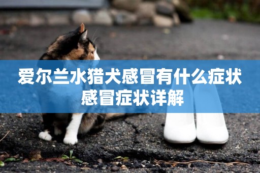 愛爾蘭水獵犬感冒有什么癥狀 感冒癥狀詳解