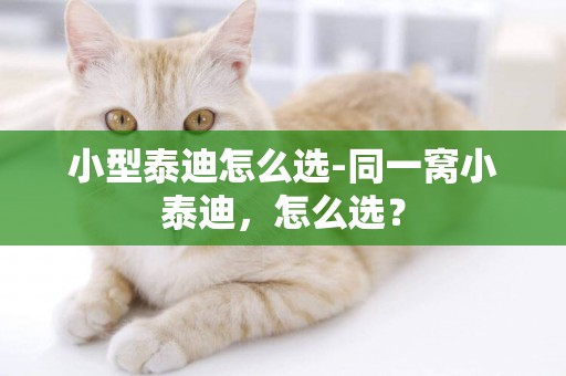 小型泰迪怎么選-同一窩小泰迪，怎么選？