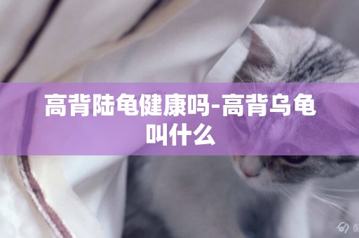 高背陸龜健康嗎-高背烏龜叫什么